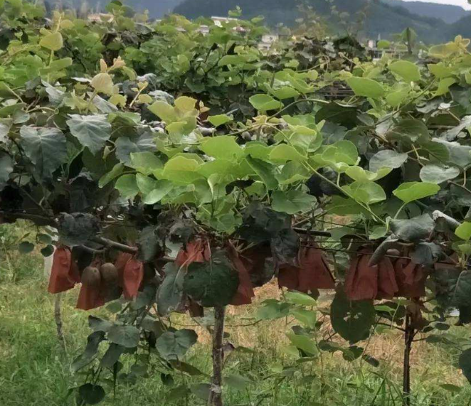 猕猴桃如何栽培