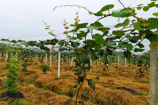 六安全省栽培面积达10万亩成为大别山区农民增收重要水果产业