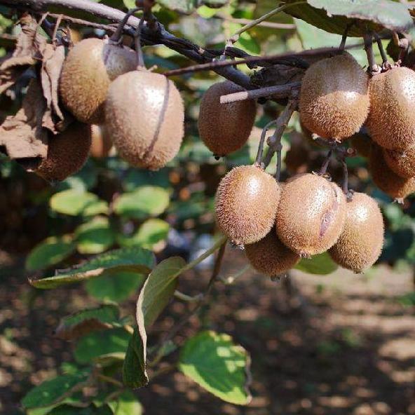 网红软枣猕猴桃要怎么种植才能够拥有高产量呢？