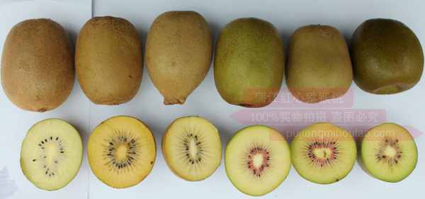 猕猴桃从种子到果实的过程，种植简单6步走