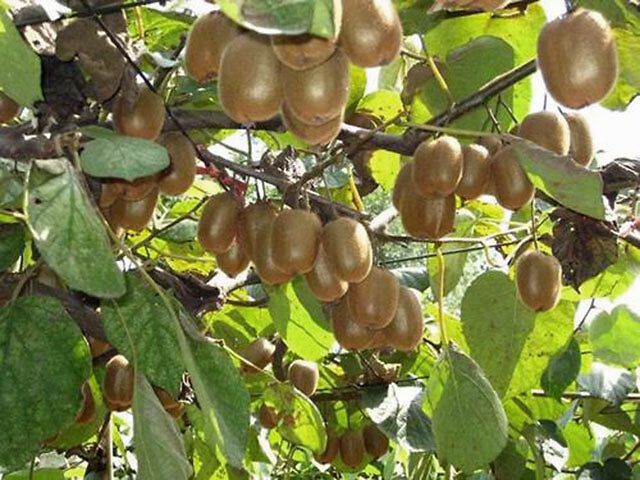 种植猕猴桃需要什么条件_种植猕猴桃条件是什么_猕猴桃种植条件