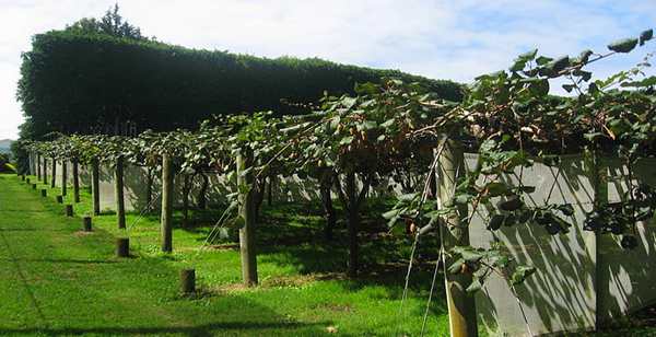 2020年，农民带了猕猴桃苗株回国种植，结果被索赔1.4亿