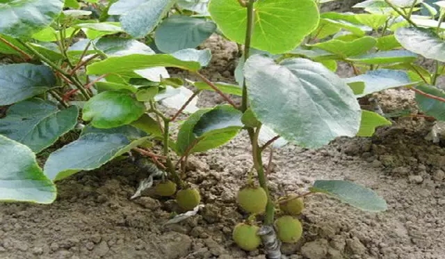 栽培猕猴桃行距多少_猕猴桃怎样栽培_栽培猕猴桃的重难点