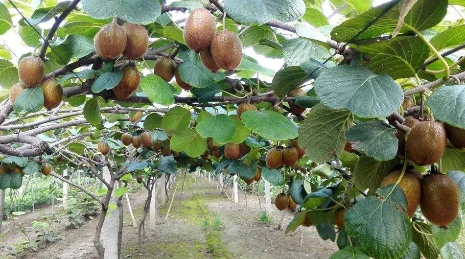 网：猕猴桃的种植方法8大要点